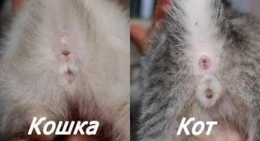 Как да определим пода на котето: котка или котка